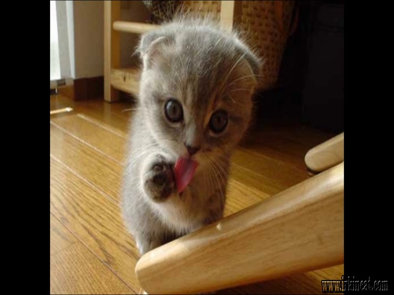 Really Cute Kittens
