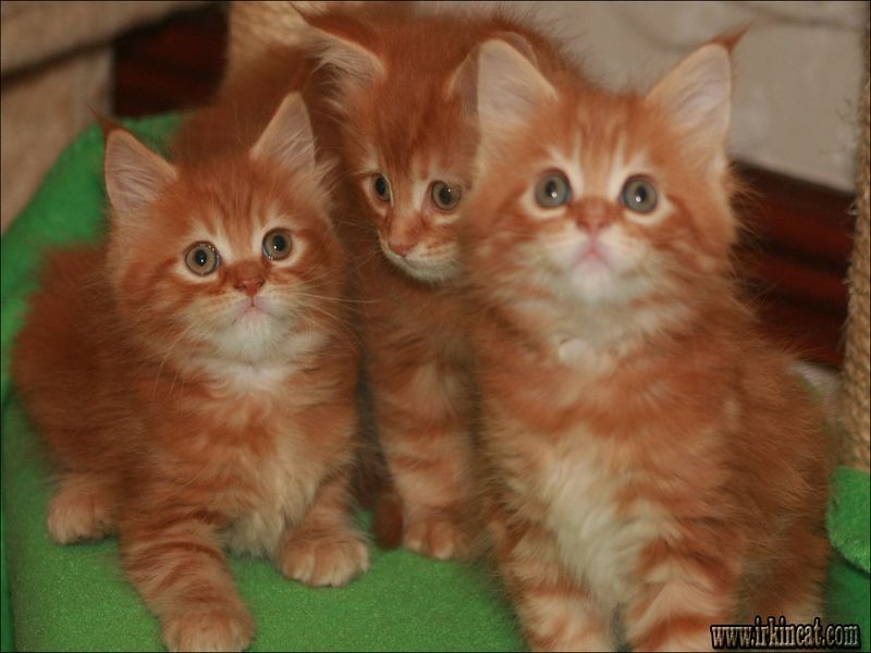 red-maine-coon-kitten The Worst Advice You Could Ever Get About Red Maine Coon Kitten