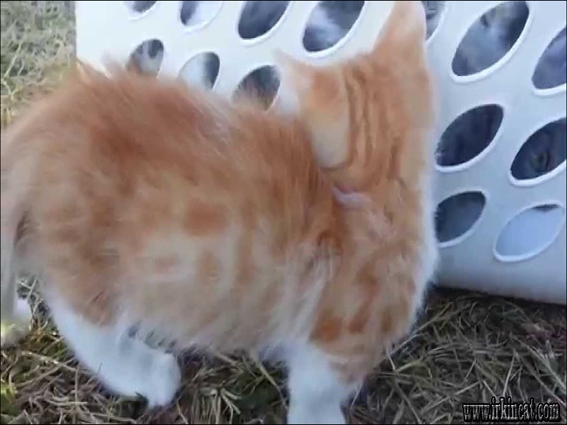rug-hugger-munchkin-kittens Rug Hugger Munchkin Kittens: A Simple Definition