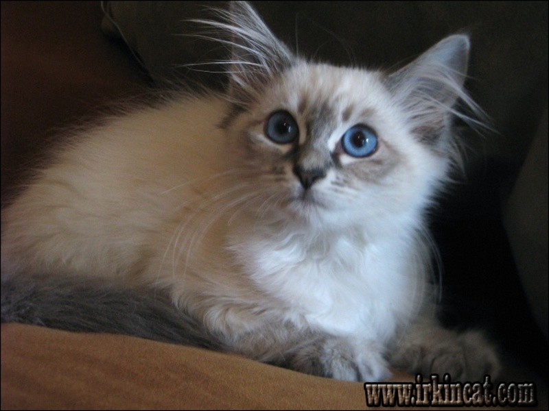 Siamese Kittens Olympia Wa