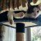 How to Choose Adopt A Kitten Ct How to Choose Adopt A Kitten Ct