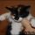 What to Expect From Adopt A Kitten Near Me?