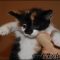 What to Expect From Adopt A Kitten Near Me?