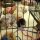 The Secrets of Adopt A Kitten Petco Revealed