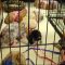 The Secrets of Adopt A Kitten Petco Revealed