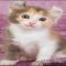 American Curl Kittens For Sale Help!