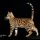 The Forbidden Truth Regarding Bengal Cat For Sale Texas Uncovered by an Expert