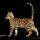 The Forbidden Truth Regarding Bengal Cat For Sale Texas Uncovered by an Expert