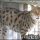 Unbiased Report Exposes the Unanswered Questions on Bengal Cat Rescue Texas