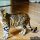 The Battle Over Bengal Cats For Sale In Iowa and How to Win It