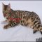 What Everybody Dislikes About Bengal Cats For Sale In Michigan and Why