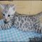 Top Bengal Cats For Sale Ny Choices