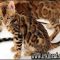 Unusual Article Uncovers the Deceptive Practices of Bengal Kittens For Sale In Michigan