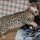 Bengal Kittens For Sale In Nc
