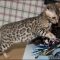 Bengal Kittens For Sale In Nc