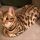 Get the Scoop on Bengal Kittens For Sale In Nj Before You’re Too Late