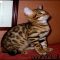 Bengal Kittens For Sale In Pa – Is it a Scam?
