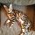 New Article Reveals the Low Down on Bengal Kittens For Sale Indiana