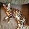 New Article Reveals the Low Down on Bengal Kittens For Sale Indiana