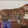 Reported News on Bengal Kittens For Sale Near Me Uncovered