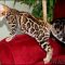 Bengal Kittens For Sale Oregon Features