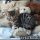 What You Don’t Know About Bengal Kittens For Sale Sc