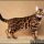 The Upside to Bengal Kittens San Diego