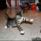 Definitions of Best Toys For Kittens