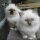 Top Birman Kittens For Adoption Choices