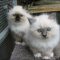 Top Birman Kittens For Adoption Choices