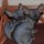 Unbiased Report Exposes The Unanswered Questions on Black Hairless Cats For Sale