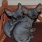 Unbiased Report Exposes The Unanswered Questions on Black Hairless Cats For Sale