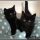 Black Kittens For Adoption Tips