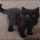 Finding the Best Black Maine Coon Kittens For Sale