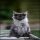 New Questions About Black Smoke Maine Coon Kittens For Sale Answered and Why You Must Read Every Word of This Report