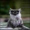 New Questions About Black Smoke Maine Coon Kittens For Sale Answered and Why You Must Read Every Word of This Report