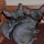 The Low Down on Black Sphynx Kittens For Sale and Why You Must Take Action Today