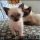 Getting the Best Blue Point Siamese Kittens For Sale