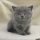 British Shorthair Kittens For Adoption – the Story