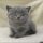 Buying British Shorthair Kittens Price