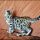 The Little-Known Secrets to Buy A Bengal Cat