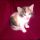 Top Choices of Calico Kittens For Sale