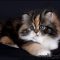 The Most Ignored Answer for Calico Persian Kittens For Sale