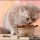 The Secrets of Can Kittens Eat Adult Cat Food Revealed
