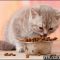 The Secrets of Can Kittens Eat Adult Cat Food Revealed