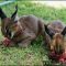 Top Caracal Kitten For Sale Secrets Top Caracal Kitten For Sale Secrets