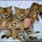A Deadly Mistake Uncovered on Caracal Kittens For Sale and How to Avoid It A Deadly Mistake Uncovered on Caracal Kittens For Sale and How to Avoid It