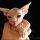 What You Have to Know About Cheap Sphynx Kittens For Sale and Why