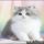 Chinchilla Persian Kittens For Sale – a Quick Overview