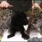 Gives You the Facts on Cougar Kittens For Sale That Only a Few People Know Exist Gives You the Facts on Cougar Kittens For Sale That Only a Few People Know Exist